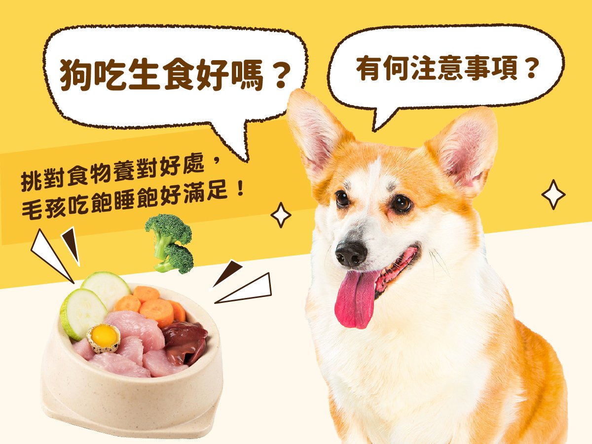 狗吃生食好嗎？有何注意事項？挑對食物養對好處